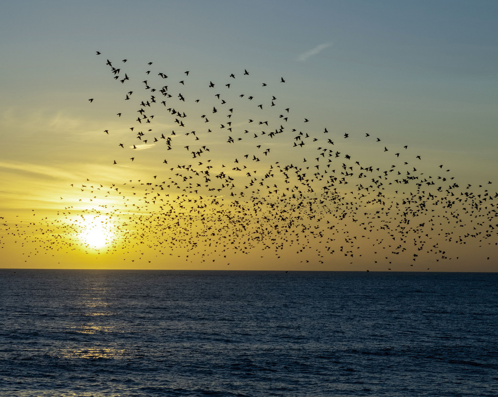 Vögel fliegen übers Meer